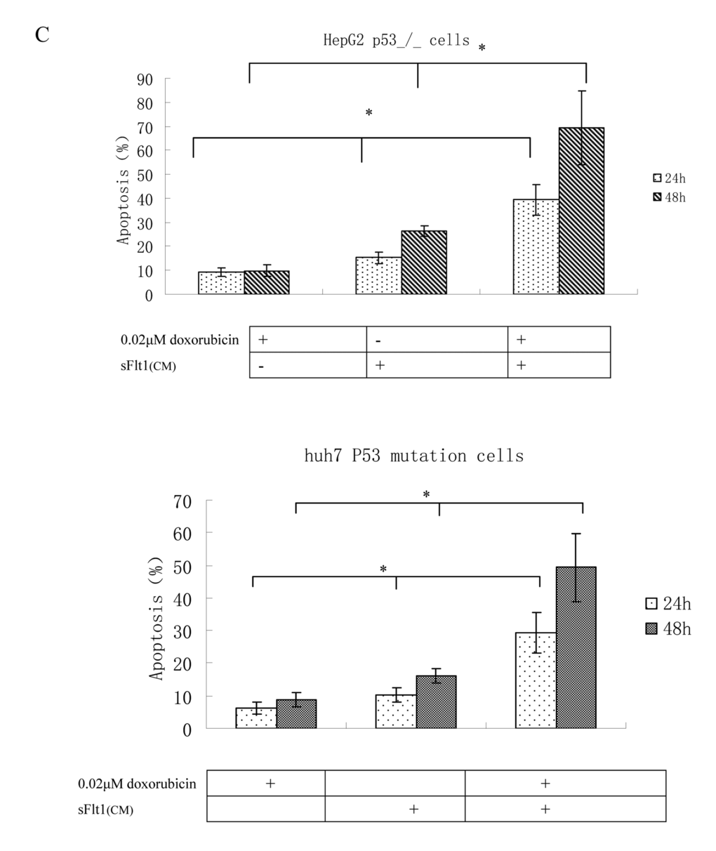 Apoptosis measurements in HepG2 p53