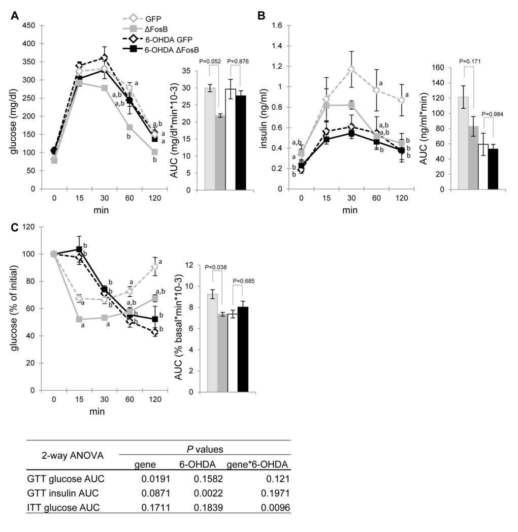 The SNS blockade diminishes the VHT ΔFosB-mediated improvement in glucose tolerance and insulin sensitivity. Mice were stereotaxically injected into VHT with AAV-∆FosB or AAV-GFP, and then were treated biweekly (every two weeks) with SNS blocker 6-OHDA for a total of 3 injections. Metabolic assessment was performed 6-7 weeks post-surgically (n=4-5) (A) GTT glucose (B) GTT insulin (C) ITT glucose. Data are expressed as mean ± SEM. Levels not connected by same letter are significantly different (p