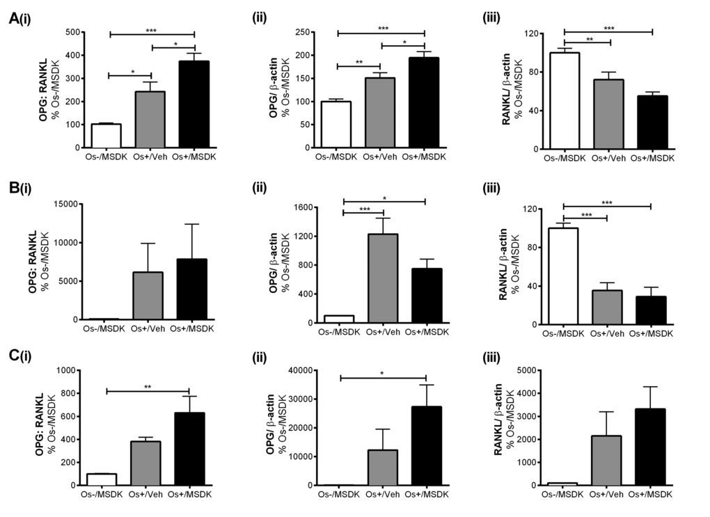 Effect of MSDK on sOPG and sRANKL expression in osteoblasts grown in transwell co-cultures, layered co-cultures and hMSCs monocultures. After 21 days of MSDK exposure, OPG and RANKL expression in osteoblasts was measured by western blot in (A) transwell co-cultures, (B) layered co-cultures and (C) hMSCs monocultures. Cell lysates were prepared on day 21 from the bottom (osteoblasts) and top (osteoclasts) chambers in the transwell co-culture and from the whole plate (both osteoblast and osteoclast) in the layered co-culture. Protein levels were normalized against β-actin and then to Os-/MSDK. Mean expression of (i) OPG: RANKL, (ii) OPG and (iii) RANKL in each culture were analyzed, normalized against Os-/MSDK and compared between groups (Os-/MSDK, Os+/Veh, Os+/MSDK). 