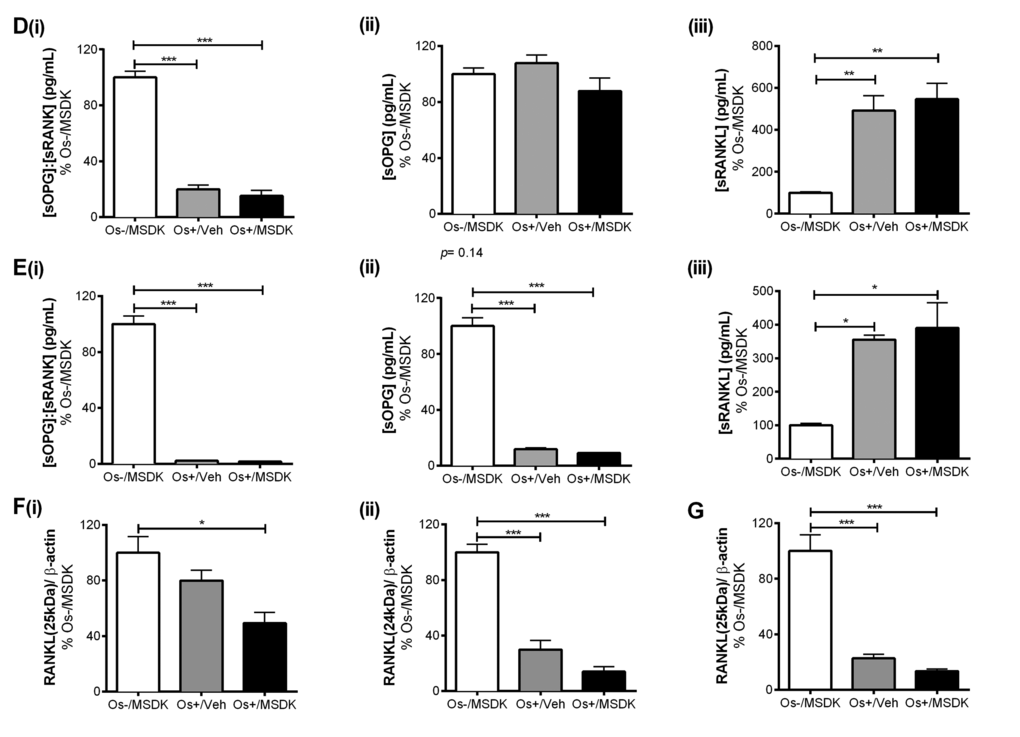 Effect of MSDK on sOPG and sRANKL expression in osteoblasts grown in transwell co-cultures, layered co-cultures and hMSCs monocultures. Treatments effects on secreted OPG (sOPG) and RANKL (sRANKL) were measured by ELISA in (D) transwells and (E) monocultures. Mean concentrations (pg/mL) of (i) sOPG: sRANKL, (ii) sOPG and (iii) sRANKL in culture media were analyzed, normalized against Os-/MSDK and compared between groups. Treatment effects on RANKL processing were detected via western blot by measuring the mean osteoblast’s expression of (i) 25 KDa and (ii) 24 KDa RANKL fragments in (F) transwells; and (G) 24 KDa RANKL fragment in layered co-cultures. *=pppt-test (n=6 per group).