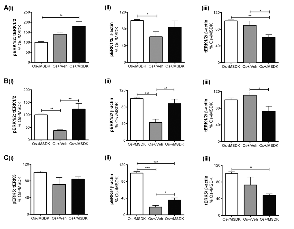 Effect of MSDK on MAPKs, ERK1/2 and ERK5. After 21 days of MSDK exposure, western blot was performed to determine (A) ERK1/2 expression of osteoblasts grown as transwell co-cultures, (B) ERK1/2 expression of osteoblasts and osteoclasts grown as layered co-cultures, (C) ERK5 expression of osteoblasts grown as transwell co-cultures. 