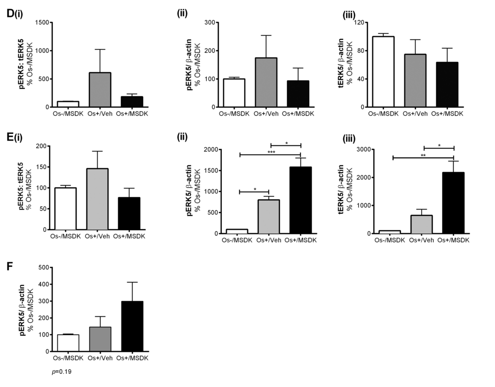 Effect of MSDK on MAPKs, ERK1/2 and ERK5. (D) ERK5 expression of osteoblasts and osteoclasts grown in layered co-culture, (E) ERK5 expression of osteoblasts in hMSCs mono-culture and (F) phospho-ERK5 expression of osteoclasts grown in transwell co-culture. Cell lysates were prepared on day 21 from the bottom (osteoblasts) and top (osteoclasts) chambers in the transwell co-culture and from the whole plate (both osteoblast and osteoclast) in the layered co-culture. Protein levels were normalized against β-actin and then to Os-/MSDK. Mean expression of (i) phospho-ERK: total-ERK (ii) phospho-ERK (iii) total-ERK in each co-cultures were analyzed and compared between groups (Os-/MSDK, Os+/Veh, Os+/MSDK). *=pppt-test (n=6 per group).