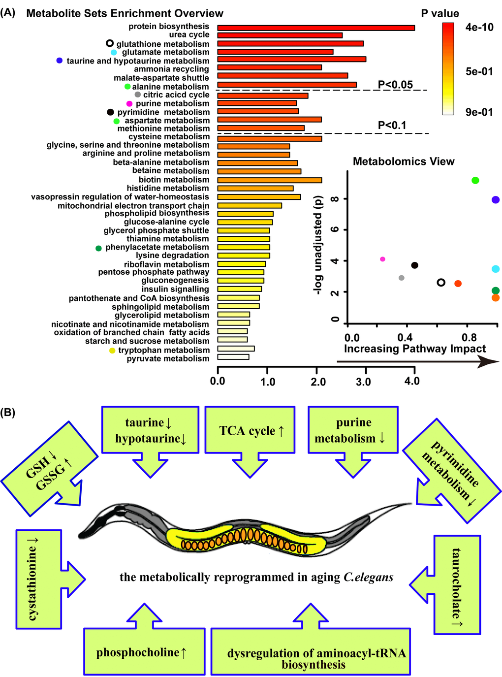 Age-related metabolic remodeling in C. elegans. (A) Summary plot for metabolite enrichment analysis(MSEA) (left panel), where metabolite sets were ranked according to Holm p-value, and the cut off of Holm p-value showed with hatched lines (the panel overviews metabolites repeated measured by Mann-Whitney U test, pB) Model on the aging C. elegans response entails a complex series of metabolic change.