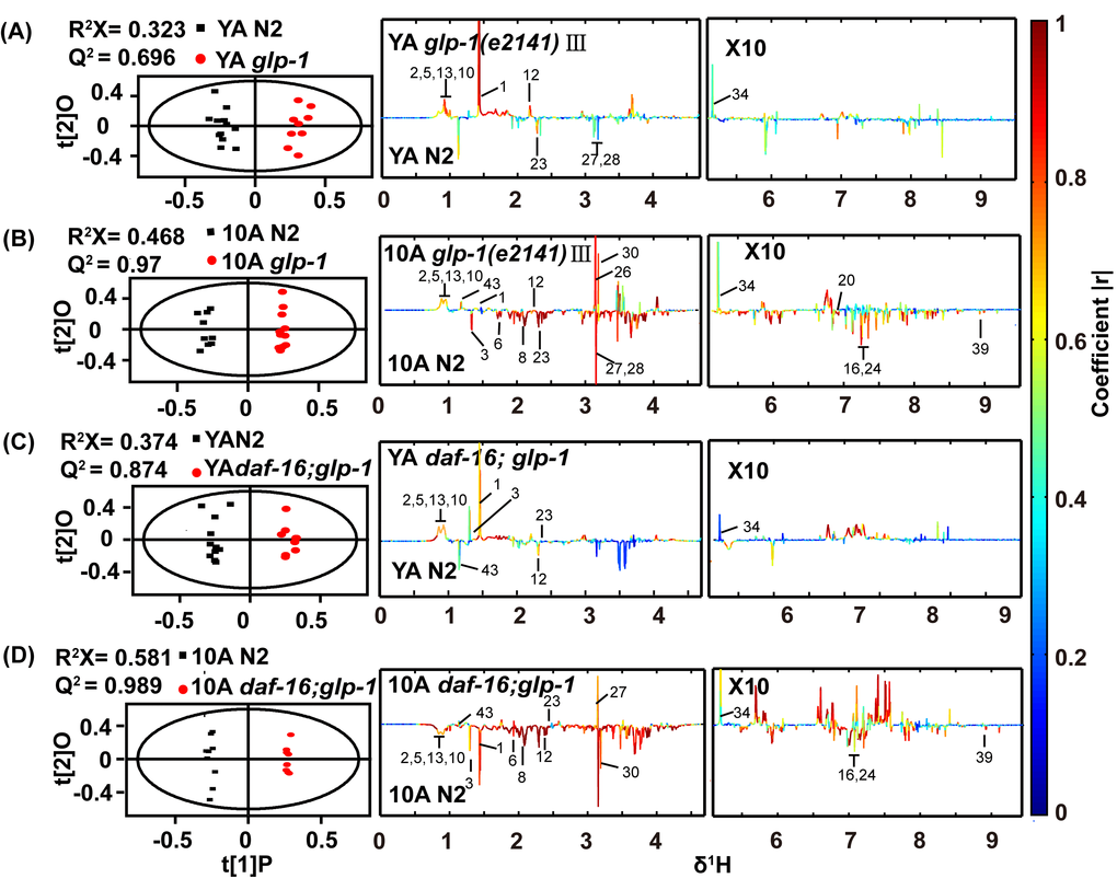 1H NMR-based metabolic profile analysis of the long-lived glp-1(e2141) mutants and the daf-16(mu86);glp-1(e2141) double mutants. Scores and loading plots from OPLS-DA model of NMR data for (A) YA and (B) 10A wild-type N2 and glp-1 (e2141), (C) YA and (D) 10A wild-type N2 and daf-16(mu86);glp-1(e2141) double mutants. Detailed information about differences metabolites were summarized in the Tables S3 and S4 (supplemental information).