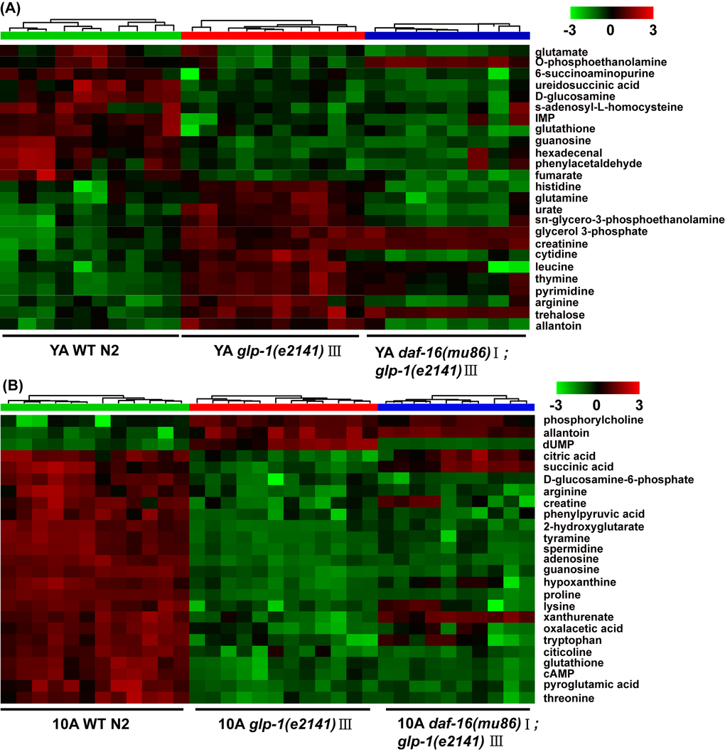 UPLC-MS-based metabolic profile analysis of the long-lived glp-1(e2141) mutants and the daf-16(mu86);glp-1(e2141) double mutants. Metabolomics analysis from UPLC-MS data for (A) YA and (B) 10A wild-type N2 and glp-1 (e2141), and for (C) YA and (D) 10A wild-type N2 and daf-16(mu86);glp-1(e2141) double mutants. Heatmap plot showed that 25 most importantly different metabolites from the comparison of the glp-1 mutants and N2. More information was listed in the Tables S3 and S4 (supplemental information). The detailed description of heatmap is as discussed in Figure 1B.