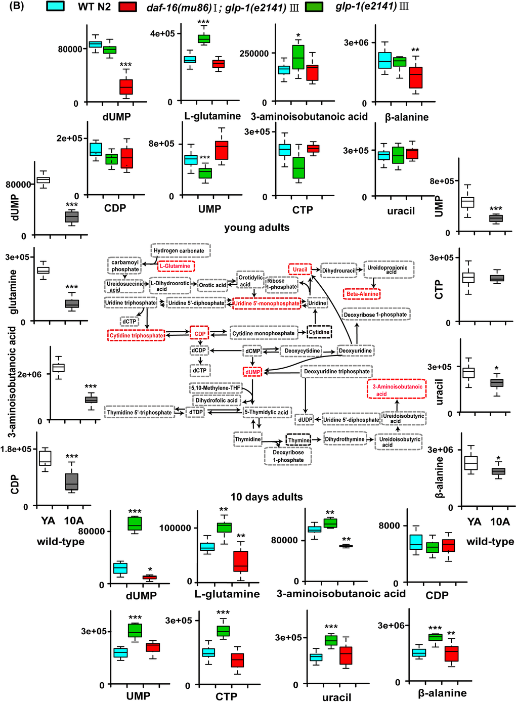 Models of aging-related changes in TCA cycle and pyrimidine metabolism. (B) The representative schematic of pyrimidine metabolism. The pyrimidine metabolism decreased during aging. And glp-1 mutants showed the increased levels of pyrimidine intermediates at stage of the young adults and 10-day-old worms compared with WT. Values are presented as box-and-whisker plots. *ppp