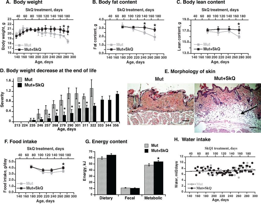 Effects of SkQ1 treatment on body energy stores and intake in mtDNA mutator mice. (A) Body weight, (B) body fat content and (C) lean body mass as a function of age (± 7 days). The points are means ± S.E. In these “paired death” experiments, 8 female mice were in each group until age 238 days; after this, the number of mice decreased with time, depending on survival, with 4 mice in each group at the final point. (D) Scoring of acute body weight decrease in mtDNA mutator mice. The mice are the same as in Fig. 1B. (E) Skin morphology. The skin samples were from the back region of non-treated and SkQ1-treated littermate female mice of the same age (290 ± 4 days). Bar is 100 µm. The subdermal fat region is indicated by arrow. (F) Food intake. The mice are the same as in Fig. 2A. (G) Dietary, fecal and metabolic energy in mtDNA mutator at age 250 ± 7 days. Metabolic energy values were obtained by subtraction of fecal energy from dietary energy consumed. * in A-D and F indicates a statistically significant difference between non-treated and SkQ-treated mtDNA mutator mice (p H) Water intake in mtDNA mutator mice treated or not with SkQ1. The points were obtained by combining remaining water from all mice in each group (8 female mtDNA mutator mice) and subtracting this from the total amount of water supplied (values per mouse).