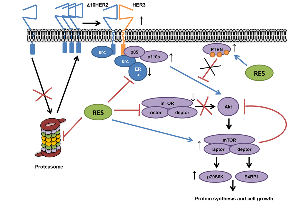 Proposed resveratrol’s mechanism of action in a luminal B breast cancer model. Our data show that resveratrol down-regulates ERα and lowers the chymotrypsin-like activity of the 20S proteasome in HER2+/ERα+ breast cancer, leading to an increased accumulation of Δ16HER2, which efficiently couples to HER3 and activates the PI3K-AKT-mTOR pathway. In particular, Δ16HER2/HER3 heterodimers trigger the mTORC1/p70S6K/4EBP1 signaling axis inducing an up-regulation of protein synthesis and cell growth. On the other hand, resveratrol inhibits mTORC2 and promotes phosphorylation of PTEN, reducing its catalytic activity, thereby enhancing PI3K-mediated AKT activation, while feedback loops compensate it.