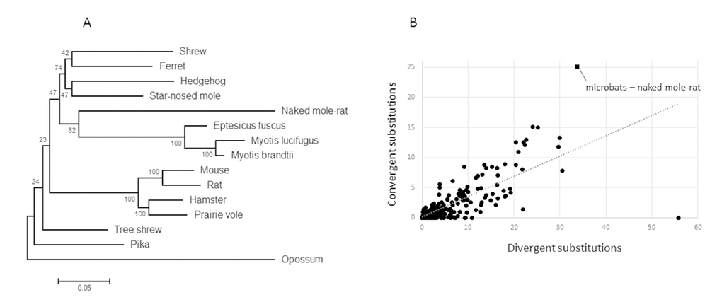 Evidence for ADAMTS9 sequence convergence in long-lived mammals. (A) Maximum-likelihood gene tree constructed using the best fitting nucleotide substitution model (GTR+G) demonstrates a monophyletic grouping of the long-lived mammals. (B) Plot of the numbers of divergent versus convergent substitutions occurring between all independent pairs of branches of the species tree. The microbat-naked mole-rat comparison has the highest level of convergence as well as the largest distance from the trendline.