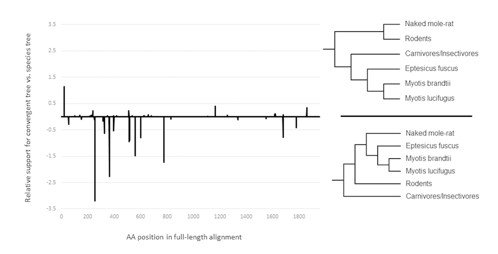 The relationship between sequence convergence and positive selection. Relative support for convergent tree and species tree topologies for all positively selected sites along the ADAMTS9 gene sequence. The values are the difference between site-wise log likelihood scores for the species tree and the convergent tree. Negative values indicate more support for the convergent tree.