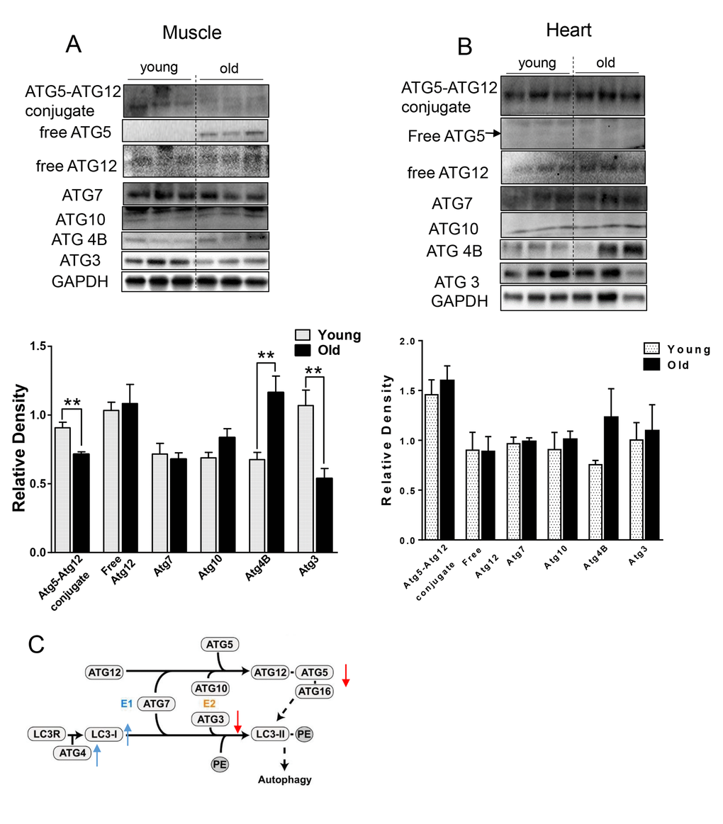 The expression level of ATGs in young and old skeletal and cardiac muscle. (A-B) Immunoblot and densitometric analysis of ATG proteins in young and old skeletal muscle (A) and heart (B). (C) A diagram summarized the change of ATG proteins involved in the two ubiquitin-like conjugation systems in old muscle. Adapted under the terms of the Creative Commons Attribution License from [45], published by the BMC group. Copyright remains with the original authors. Values are means±SEM for 6 young and 5 old mice in each group. *P 