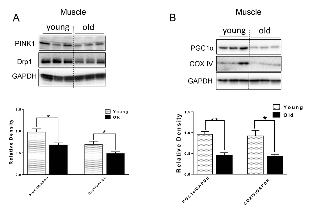 The protein level of mitochondrial quality control markers in young and old skeletal muscle. (A) Immunoblot and densitometric analysis of PINK1 and Drp1. (B) Immunoblot and densitometric analysis of PGC1 α and COXIV. Values are means±SEM for 6 young and 5 old mice in each group. *P 