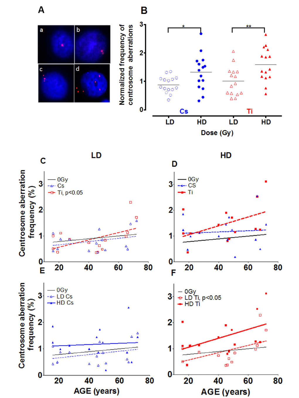 Effect of dose on the frequency of centrosome aberrations. Fifteen HMEC strains derived from individuals of various ages were exposed to a low dose (LD) and high dose (HD) of two types of radiation namely Cs and Ti ions. Roughly equitoxic doses of Cs and Ti were used for exposures (LD-CS = 0.12 Gy; HD-CS = 0.8 Gy; LD-Ti = 0.05 Gy; HD-Ti = 0.5 Gy). Aberrant numbers of centrosomes per cell were visualized by indirect immunofluorescence microscopy using an anti-pericentrin antibody (A). Staining was carried out within days of fixation, and the number of cells containing aberrant numbers of centrosomes was counted in random regions of the slide. The majority of the cells in irradiated and unirradiated samples show one or two pericentrin foci (A: a, b). Cells with supernumerary centrosomes showed numbers of centrosomes ranging between 3 to as many as 7, and were scored as aberrant (>3P) (A: c, d). Cells were processed 9 days post-exposure and the percentage of aberrant cells in each strain was plotted relative to the unexposed population (B). Data are based on four independent experiments for high dose and two independent experiments for low dose. The frequency of cells with supernumerary (>3P) centrosomes was graphed against age of the individual from which the strain was derived (C-F). Regression analysis was used to model the relationship. The effects of lesion complexity on this relationship at a low (C) and high dose (D) were graphed. The effect of dose for Cs (E) and Ti ion exposure (F) were also graphed. Averaged data and the regression line for Cs and Ti ion exposed samples is shown with blue and red, symbols and lines respectively. In Fig. 1E and 1F, LD and HD are distinguished using dotted and full lines, respectively.