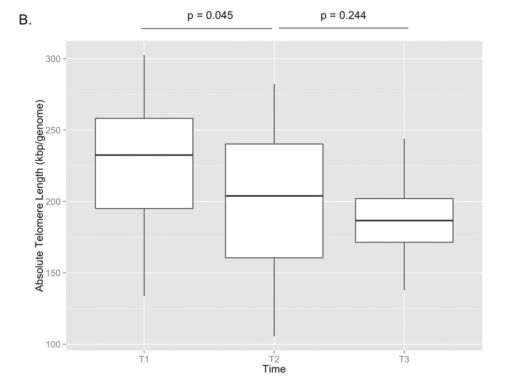 Absolute telomere length measurements are shown for T1, T2, and T3. By paired t-test, there was a significant decrease in telomere length between T1 and T2 (p=0.045), but no significant change between T2 and T3 (p=0.244).