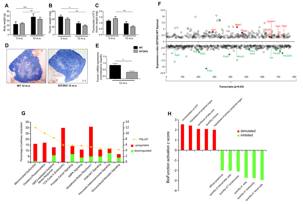 Thymic structural dysregulation in GIT2KO mice. Significant age-dependent bodyweight variations observed between WT and GIT2KO mice (A). Thymic weight was reduced for all mice with increasing age (B) while only GIT2KO thymocytes, normalized to thymic weight, were reduced with age (C). Compared to age-matched 12 month old WT mice (left image panel) gross cortico-medullary thymic structure was disrupted in GIT2KO (right panel) mice (D: original magnification: 4x. Scale bar: 200 μm). Troma-I transcript expression is significantly reduced in GIT2KO thymus at 12 months of age compared to WT controls (E). WT and GIT2KO histogram data is indicated by black and lined bars respectively: mean ± SEM is indicated on each histogram. Months of age is abbreviated to m.o. *pF). Ingenuity Pathway Analysis (IPA) Canonical Signaling Pathway analysis of transcripts differentially and significantly regulated (% of transcripts in pathway - upregulated in red, down-regulated in green are shown) between 12 month old GIT2KO and WT thymus (Top 10 enrichment probability pathways indicated: yellow line indicates pathway enrichment probability) (G). IPA BioFunction Z score activation analysis was performed on significantly-regulated differential transcripts from GIT2KO thymus compared to WT (Top 10 activation Z-score BioFunctions indicated) (H). Pathways/BioFunctions were only considered significantly populated with >2 transcripts at a p value of 