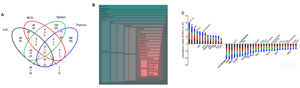 GIT2 genomic deletion engenders a consistent transcriptomic signature across multiple immune tissues. Venn diagram analysis of the significant transcriptomic effects of GIT2 deletion in the ILN, MLN, spleen and thymus of GIT2KO mice compared to age-matched WT controls. In the Venn diagram numbers in italics represent upregulated transcripts, underlined numbers represent downregulated transcripts, red numbers represent transcripts possessing diverse expression polarities (A). Hierarchical wordcloud generated using the collective processing mode of Textrous! to investigate the functional nature of the 40 coherently-regulated transcripts common across GIT2KO ILN, MLN, spleen and thymus (B). Physical proximity of semantically-associated scientific words in public biomedical database curated documents indicates their strength of relationship. The most strongly associated words (with the entire input 40 transcript dataset) occur in the more intense red-hued regions of the cloud. A cumulative z ratio representation of the 40 coherently-regulated cross-tissue (ILN – black bars; MLN – red bars; spleen – green bars; thymus – blue bars) GIT2KO-spepcific factors indicates the strong presence of pro-aging/stress phenotype that is closely linked with clock gene dysfunction (stress/clock gene related transcripts possess Gene Symbols in bold typeface) (C).