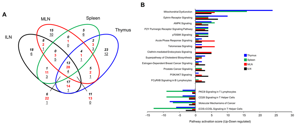 GIT2 genomic deletion engenders a consistent signaling pathway signature across multiple immune tissues. Venn diagram analysis of the significant signaling pathway modulatory effects of GIT2 deletion (assessed using IPA-based canonical signaling pathway annotation of GIT2KO-specific significantly-regulated transcripts in ILN, MLN, spleen and thymus tissues) in the ILN, MLN, spleen and thymus of GIT2KO mice compared to age-matched WT controls. For each significantly-enriched signaling pathway derived from the respective transcriptomic datasets a pathway activation score was derived by subtraction of the number of downregulated transcripts from the number of upregulated transcripts that mediated the enrichment of the specific signaling pathway. In the Venn diagram numbers in italics represent upregulated transcripts, underlined numbers represent downregulated transcripts, red numbers represent transcripts possessing diverse expression polarities (A). The Venn diagram in panel A indicates that there are 17 coherently-regulated signaling pathways common to all tissues studied – 13 upregulated and 4 downregulated. The respective pathway scores of these pathways and their functional identities are indicated in the histogram in panel B. Pathways with a 0 pathway activation score were considered positive – a zero score indicated an even number of up and downregulated enriching transcripts.