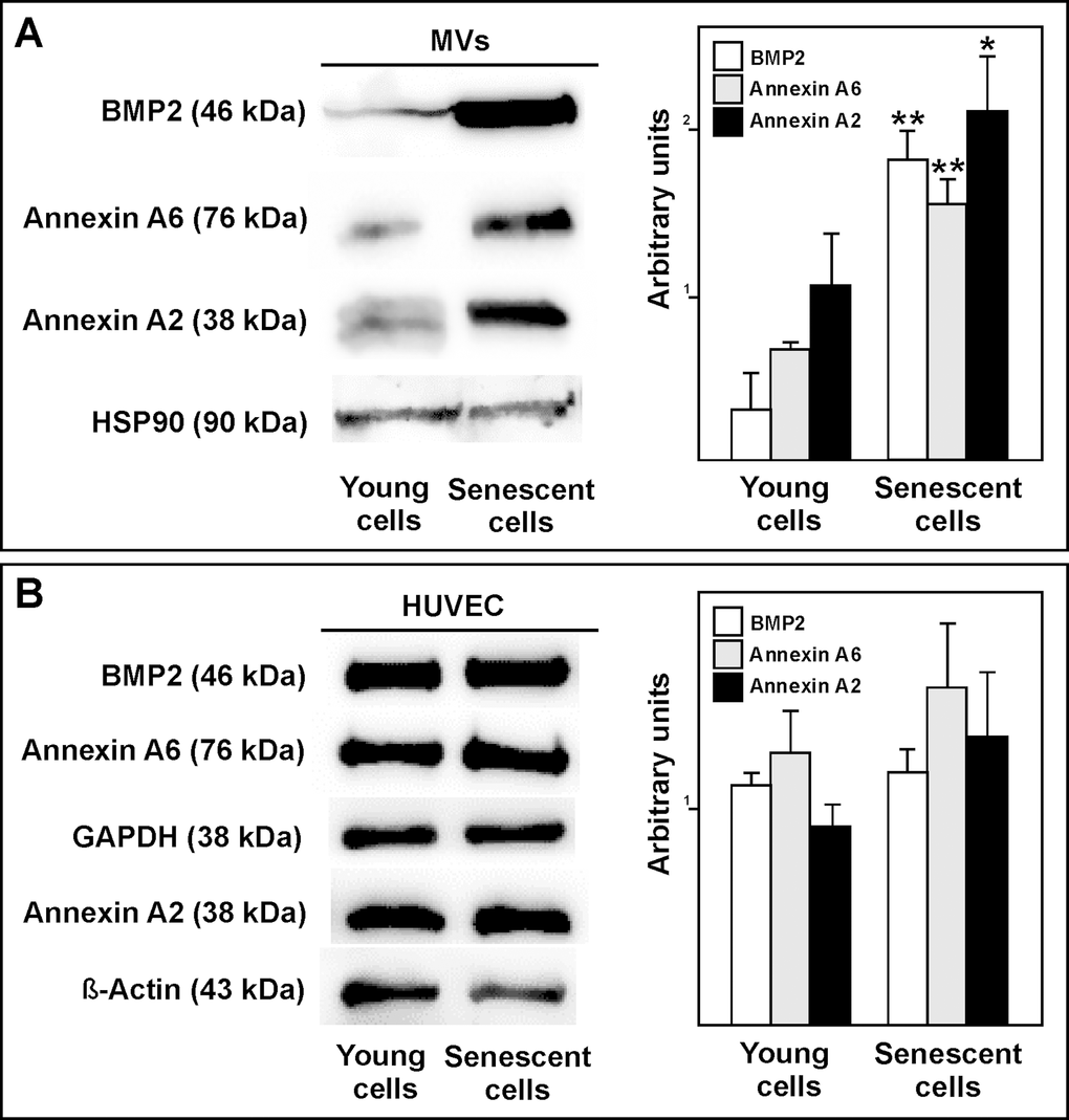 (A) Western blot showing that BMP2, annexin A6 and annexin A2 carriage to be higher in MVs from senescent than from young HUVEC. Equal protein loading was confirmed using a HSP90 antibody. Total protein expression was obtained via densitometric analysis and expressed as the ratio protein/HSP90 in arbitrary units. n=3 pools; *pB) Representative BMP2, annexin A6 and annexin A2 western blot of young and senescent HUVEC pools. Equal protein loading was confirmed probing with GAPDH or β-Actin. The graphs present densitometric band analysis normalized to GAPDH or β-Actin in arbitrary units. n=3 pools.