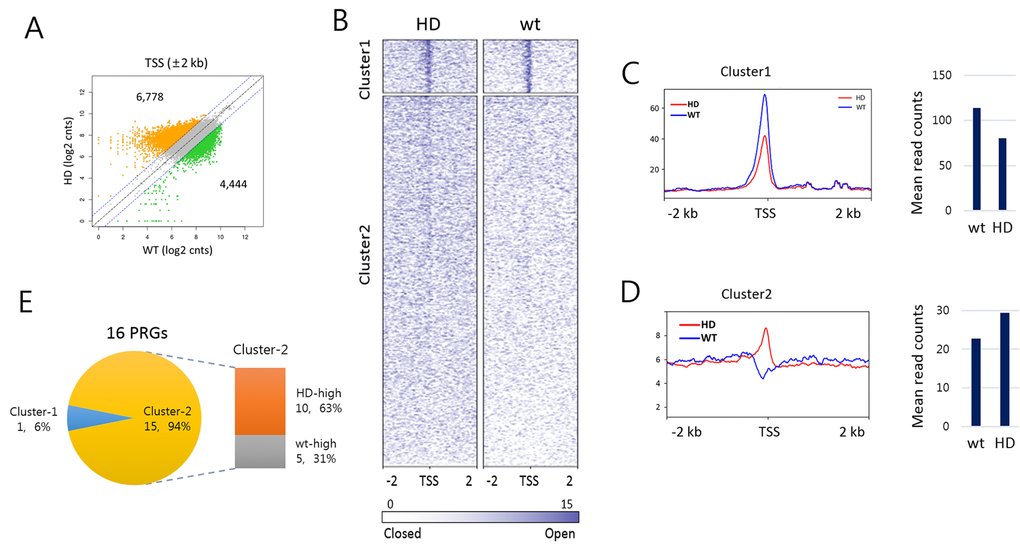 DNase-I hypersensitive site profiling in aged Huntington’s disease (HD) and wild-type splenic cells. (A) Scatter plot of DNase-I hypersensitive (DHS) read counts (log2) between HD and wt around transcription start site (TSS). DHS reads ± 2 kb around TSSs were counted. Colored dots (orange for HD-high and green for wt-high) indicate DHSs reads with 2-fold or more count differences. (B) Heatmaps of DHS signals around TSSs (± 2 kb) in HD and wt mice. DHS signals were clustered by the k-means algorithm (k = 2). Sites are ordered by DHS signal intensity around TSS. (C-D) Read count distribution around TSSs (± 2 kb, left) and the mean DHS signal density around TSSs (± 300 bp, right) in cluster-1 (C) and cluster-2 (D). (E) Comparison of DHS signal density at PRG TSSs between HD and wt samples. Shown are the proportions of PRGs with HD-high (orange) and wt-high (gray) DHS signals. Of the 16 PRGs, 15 PRGs belong to cluster-2 and 10 (63%) have denser signals in HD sample than in wt.