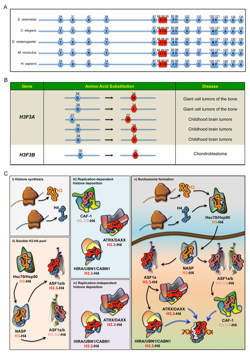 (A) Sequence alignment comparing the differences in the amino acids of H3.3 in five species. In red: the evolutionarily conserved amino acids that, along with Ala87, coordinate the binding to dedicated histone chaperones. (B) Annotated somatic mutations in H3F3A and H3F3B causally linked to tumours in humans. (C) Regulation of histone H3 pool in the cell. i) Newly synthesised histone proteins H3 and H4 ii) associate with Hsc70 and Hsp90, which determine the stability and degradation rate of H3-H4 dimers. In the nucleus, the binding to NASP controls the supply of soluble H3-H4 to ASF1a and ASF1b. H3-H4 dimers are then handed over to ASF1a/b, iii) which then transfers H3.1/2-H4 dimers to CAF-1, iv) whereas ASF1a transfers H3.3-H4 dimers to both HIRA/UBN1/CABN1 and ATRX/DAXX for loading onto the chromatin. v) Schematic overview of histone chaperones binding H3.1/2 and H3.3, from their synthesis to their deposition onto the chromatin.