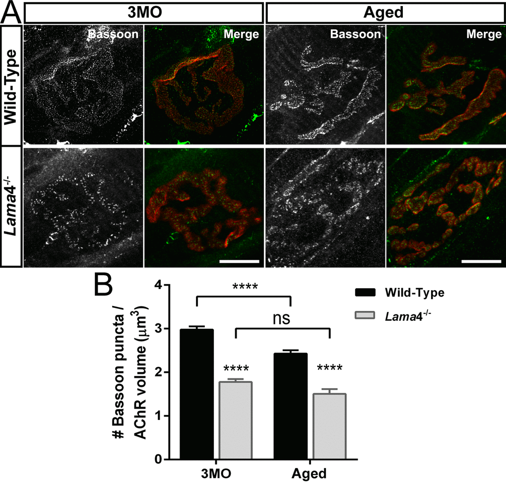 Decreased density of active zone marker Bassoon at lama4-/- neuromuscular junctions during adulthood and aging. (A) Representative staining of Bassoon (grayscale in single channel and green in merged channels) with respect to postsynaptic AChR endplate (red) in diaphragm muscle. WT NMJs at both ages; 3MO and aged group presented uniformly distributed Bassoon puncta while aged-matched lama4-/- NMJs showed irregular distribution of Bassoon puncta. Scale bar = 10 µm. (B) Bassoon density measured by number of puncta over volume of postsynaptic AChR endplates. While aged WT NMJs maintained uniform pattern of Bassoon puncta, the measurement of Bassoon density clearly showed decreased density in comparison with 3MO WT. Lama4-/- NMJs on the other hand, consistently showed decreased Bassoon density from 3MO to aged group. n = 3 for each genotype per age, NMJs = 47-55 for WT, NMJs = 33-69 for lama4-/-. Statistical analysis was performed using two-way ANOVA with Tukey’s post hoc test; values are presented as mean ± SEM (**** P 