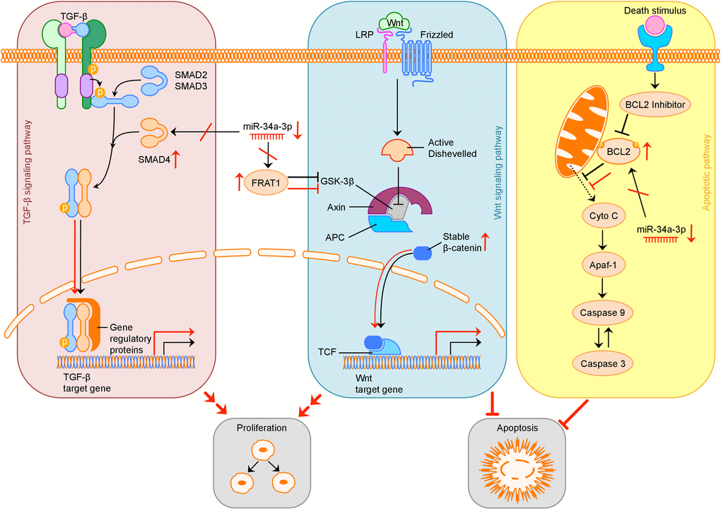 Overview of possible influence of downregulation of miR-34a-3p on the TGF-β, Wnt and apoptotic signaling pathway. Activation (sharp arrows) or inhibition (blunt arrows) in normal signaling is indicated in black. Aberrant activation or inhibition, downregulation of miR-34a-3p and upregulation of target proteins is indicated in red. Deregulation of TGF-β pathway by overexpression of SMAD4 may increase cell proliferation, deregulation of Wnt pathway by overexpression of FRAT1 may increase cell proliferation and inhibit apoptosis. Overexpression of BCL2 may inhibit apoptosis. TGF-β: transforming growth factor β; LRP: low-density lipoprotein receptor-related protein; GSK-3β: glycogen synthase kinase 3β; APC: adenomatous polyposis coli; TCF: T-cell factor; Cyto C: Cytochrome C; Apaf-1: apoptotic peptidase activating factor 1.