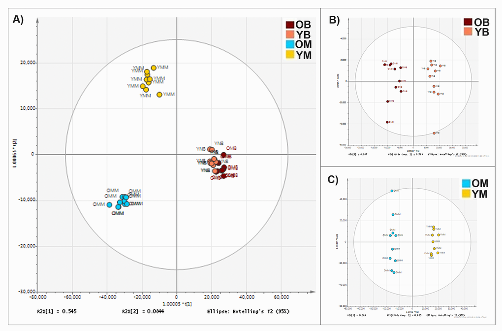 Mitochondrial lipid composition differs between tissue types and changes with age. (A) Orthogonal partial least square-discriminant analysis (OPLS-DA) of lipids found in the mitochondria of murine brain and skeletal muscle. Separation across the x-axis is according to tissue type. Along the y-axis separation delineates age. There are clear lipid compositional alterations between the mitochondria isolated from the two tissue types and with differences in age of the tissue. (B) OPLS-DA of lipid composition of murine brain mitochondria aged 4-11 weeks (pink) (n=10) and 78 weeks (red) (n=10). (C) OPLS-DA of the lipid composition of murine muscle mitochondria aged 4-11 weeks (yellow) (n=9) and 78 weeks (blue) (n=10).