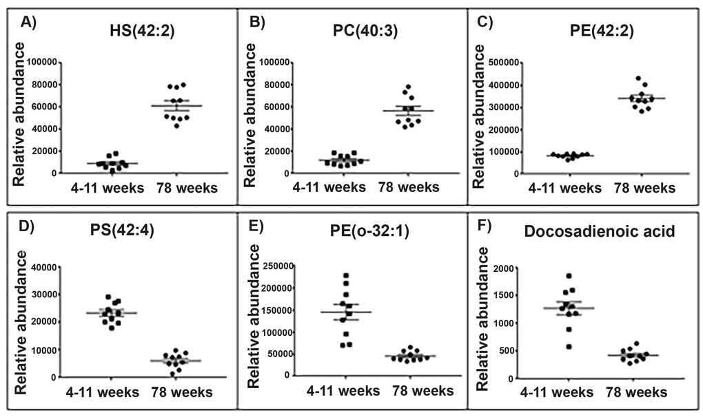 Top lipid species changed with age in the brain mitochondrial lipidome. Scatter plots (A-C) display the top three lipids that increase in abundance in the aged (78 weeks) brain mitochondria compared with young (4-11 weeks) brain mitochondria (old n=10, young n=10). Scatter plots (D-F) display the top three lipids that decrease in abundance in the aged brain mitochondria. (A) The lipid 906.632 tentatively identified as hydroxyl sulfatide (42:2) significantly increases in abundance by a fold change of 6.74 in the aged brain mitochondria. (B) The lipid m/z 826.672 tentatively identified as phosphatidylcholine (40:3) significantly increases in abundance by a fold change of 4.68 in the aged brain mitochondria. (C) The lipid m/z 810.643 tentatively identified as phosphatidylethanolamine (42:2) significantly increases in abundance by a fold change of 4.17 in the aged brain mitochondria. (D) The lipid m/z 866.594 tentatively identified as a phosphatidylserine (42:4) significantly decreases in abundance by a fold change of 3.83 in the aged brain mitochondria. (E) The lipid m/z 732.588 tentatively identified as phosphatidylethanolamine (o-32:1) significantly decreases in abundance by a fold change of 3.19 in the aged brain mitochondria. (F) The lipid m/z 335.295 tentatively identified as a docosadienoic acid (C22:4) significantly decreases in abundance by a fold change of 3 in the aged brain mitochondria. Scatter plots display abundance ± SEM. We used Wilcoxon rank test and Bonferroni correction (p