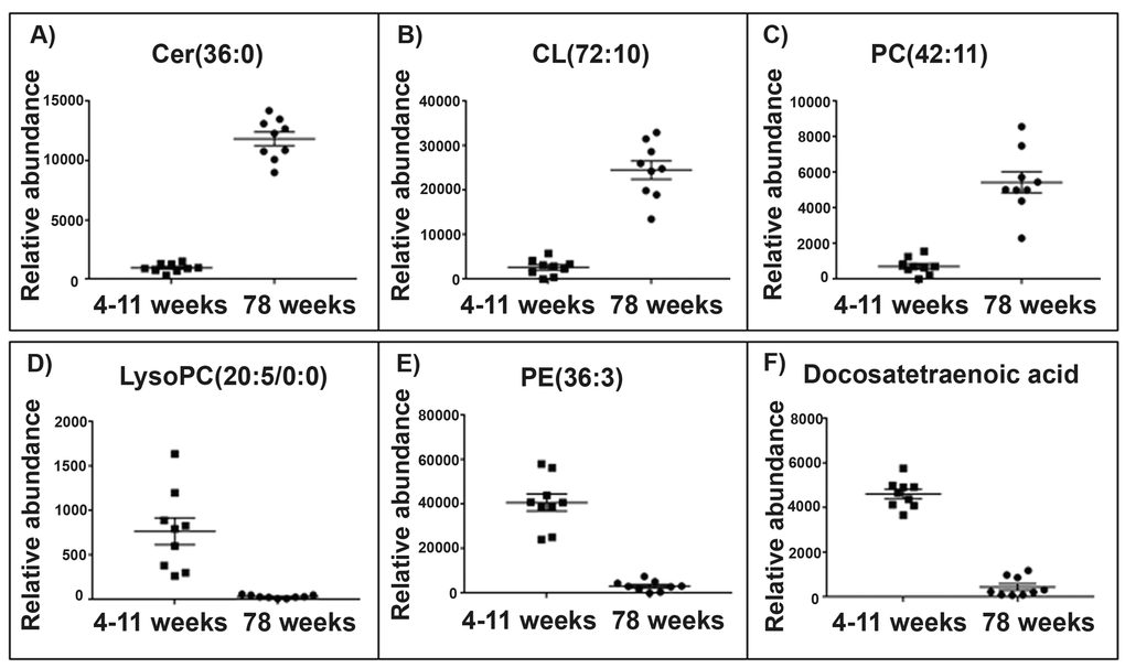 Top lipid species changed with age in the skeletal muscle mitochondrial lipidome. Scatter plots (A-C) display the top three lipids that increase in abundance in aged 78 weeks skeletal muscle mitochondria (n=10) compared with young 4-11 weeks skeletal muscle mitochondria (n=10). The scatter plots (D-F) display the top three lipids that decrease in abundance in the aged skeletal muscle mitochondria compared to the young skeletal muscle mitochondria. (A) The lipid m/z 642.568 tentatively identified as ceramide (36:0) increases in abundance by a fold change of 12.37 in the aged skeletal muscle mitochondria. (B) The lipid m/z 1466.917 tentatively identified as cardiolipin (72:10) increases in abundance by a fold change of 9.31 in the old skeletal muscle mitochondria. (C) The lipid m/z 874.537 tentatively identified as phosphatidylcholine (42:11) increases in abundance by a fold change of 7.52 in aged skeletal muscle mitochondria. (D) The lipid m/z 564.305 tentatively identified as lyso-phosphatidylcholine (20:5/0:0) decreases in abundance by a fold change of 23.19 in aged skeletal muscle mitochondria. (E) The lipid m/z 1504.035 tentatively identified as phosphatidylethanolamine (36:3) decreases in abundance by a fold change of 12.96 in aged skeletal muscle mitochondria. (F) The lipid m/z 331.263 tentatively identified as docosatetraenoic acid decreases in abundance by a fold change of 10.12 in aged skeletal muscle mitochondria. Scatter plots display the abundance ± SEM. We used the Wilcoxon rank test and Bonferroni correction (p