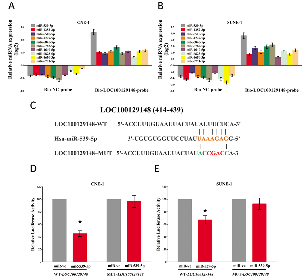 LOC100129148 is a direct target of miR-539-5p. (A-B) Detection of targeted miRNAs using qRT-PCR in the sample pulled down by biotinylated FTH1P3 probe. (C) Sequence alignment of miR-539-5p with the putative binding sites within the wild-type regions of LOC100129148. (D-E) The luciferase report assay demonstrated that overexpression of miR-539-5p could reduce the intensity of fluorescence in CNE-1 and SUNE-1 cells transfected with the LOC100129148-WT vector, while had no effect on the LOC100129148-MUT vector. Assays were performed in triplicate. *P