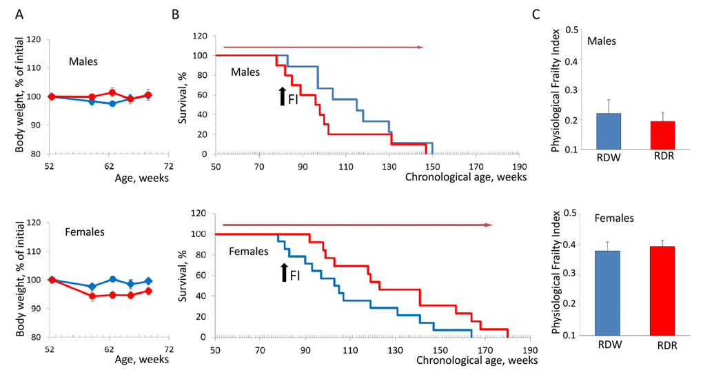 Sex-specific effects of rapamycin on lifespan and health of NIH Swiss mice. (A) Animals receiving rapamycin in drinking water maintain their body weights comparable to control mice. Blue line – normal drinking water; red line – water with rapamycin. (B) Kaplan-Meier survival curves for mice fed regular chow in combination with normal drinking water (blue line) or rapamycin (red line). Chronic administration of rapamycin has no effect on longevity of male mice (mean survival is 113.91+6.98 and 100.8+6.96 weeks for control and rapamycin-treated mice respectively. In females, rapamycin administration increases lifespan from 110.09+7.12 to 131.23+8.29 weeks (p=0.05, Kaplan-Meier log-rank test). Red arrow indicates the period of time when mice received rapamycin. Black arrow indicates time when PFI was measured. (C) PFI created at described above. No effect of rapamycin on health status was detected in male and female mice fed regular chow. RDW – regular diet in combination with normal drinking water (group1); RDR – regular diet in combination with rapamycin (group 2).