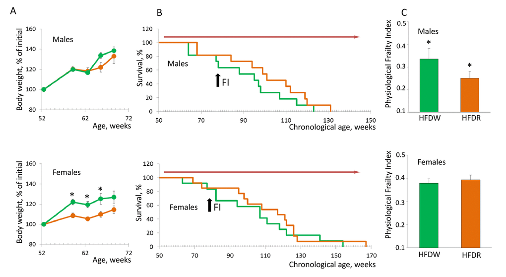 Chronic treatment with rapamycin ameliorates HFD-induced health decline in male mice. (A) Rapamycin prevents HFD-induced weight gain in female but not in male mice (pB) Kaplan-Meier survival curves for mice fed HFD in combination with normal drinking water (green line) or rapamycin (orange line). Chronic administration of rapamycin has no effect on longevity of both male (mean survival is 91.5+5.9 and 100.5+6.26 weeks) and female mice (mean survival is 104.9+7.7 and 110.5+7.6 weeks for control and rapamycin-treated mice respectively). Red arrow indicates the period of time when mice received rapamycin. Black arrow indicates time when PFI was measured. (C) PFI created at 78 weeks of age using 16 or 18 parameters for male and female mice respectively. Chronic administration of rapamycin ameliorates detrimental effect of HFD and brings the PFI values down to the normal range characteristic for this age (p=0.014, Student’s t-test). HFDW – high-fat diet in combination with regular drinking water (group 3), HFDR – high-fat diet in combination with rapamycin (group 4).