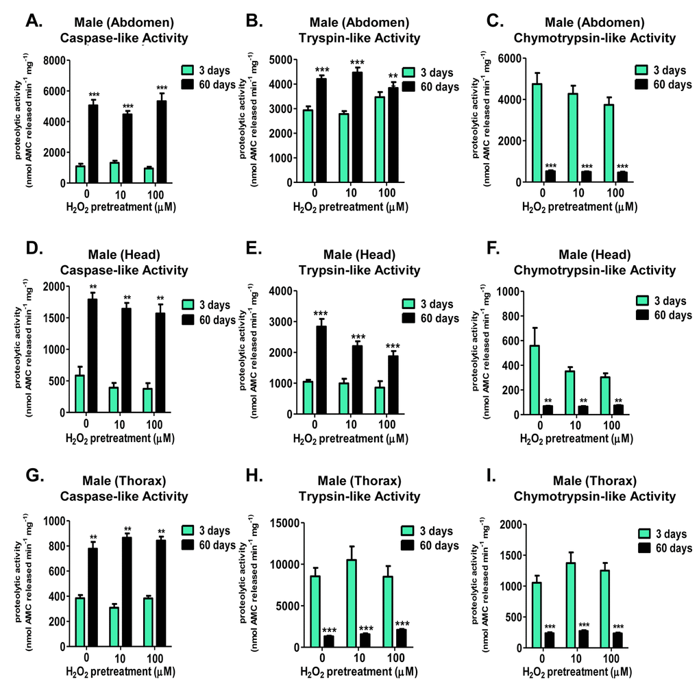 Males show no tissue-specific differences in the adaptive proteolytic capacity of the 20S proteasome, but do exhibit age-dependent changes in proteasomal basal activity. Body segments were collected from male progeny of the Actin-GS-255B strain crossed to the w[1118] strain that were used as controls, or that were pretreated with either 10µM or 100µM hydrogen peroxide. Individual proteolytic capacity of the 20S proteasome (caspase/peptidyl glutamyl-peptide hydrolyzing-like activity, trypsin-like, and chymotrypsin-like activity) was measured in the abdomen, head, and thorax. (A-C) Abdomen isolated from 3 day old (green) and 60 day old (black) males following hydrogen peroxide pretreatment. (A) Caspase-like activity. (B) Trypsin-like activity. (C) Chymotrypsin-like activity. (D-F) Head isolated from 3 day old (green) and 60 day old (black) males following hydrogen peroxide pretreatment. (D) Caspase-like activity. (E) Trypsin-like activity. (F) Chymotrypsin-like activity. (G-I) Thorax isolated from 3 day old (green) and 60 day old (black) males following hydrogen peroxide pretreatment. (G) Caspase-like activity. (H) Trypsin-like activity. (I) Chymotrypsin-like activity.