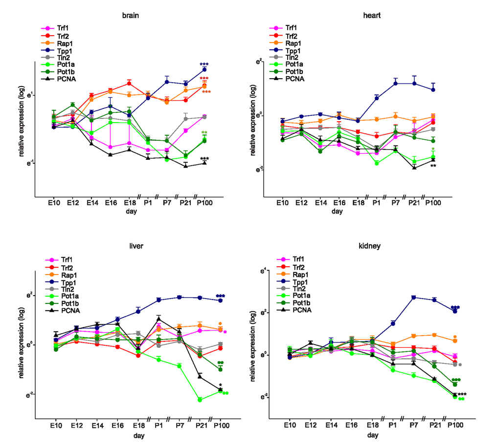 Shelterin components are differentially expressed during development and adulthood. Quantitative RT-PCRs for Shelterin components Trf1, Trf2, Rap1, Tpp1, Tin2, Pot1a, and Pot1b and PCNA as a marker for proliferation in mouse brains, hearts, livers, and kidneys at different time-points of development and in adulthood (n=4 each, the four samples for E10 were each pooled from 7 organs, at E12 and 14 the four samples were pooled from four organs each). Expression of each gene was normalized to the respective Gapdh, actin, and Rplp0 expression. Next, the average of all organs and samples at E10.5 was calculated. Individual samples were then normalized against this average value. Significance was tested between E10 and P100 (adult). Data are mean ± SEM. *p