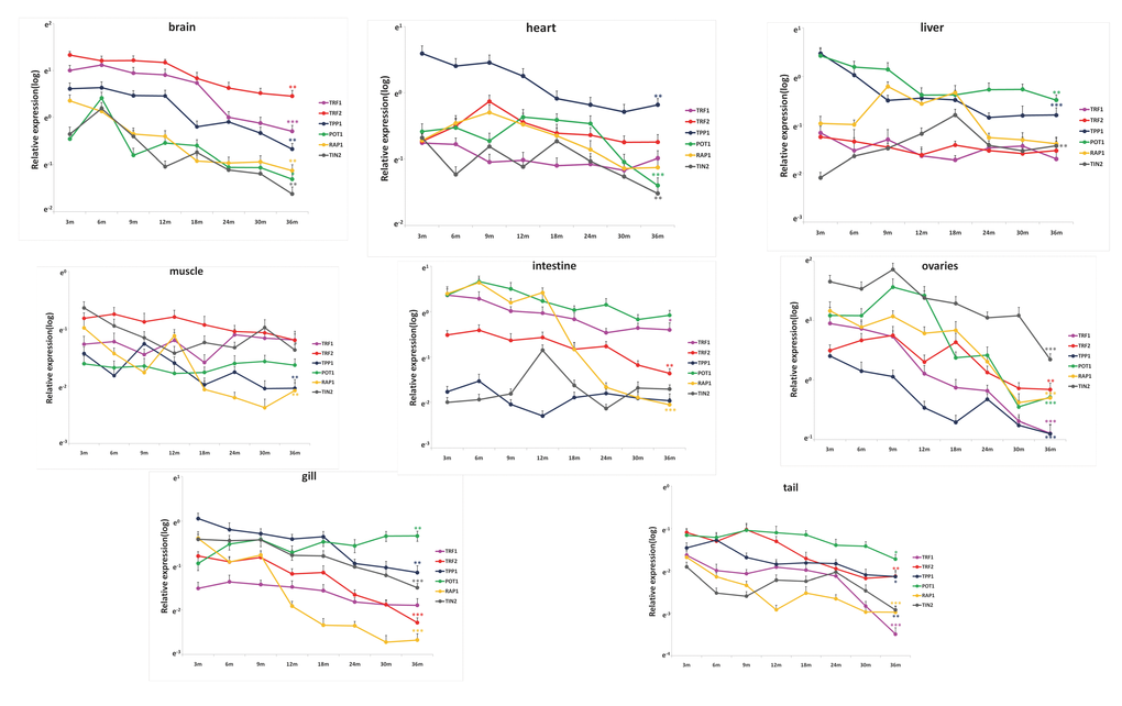 Shelterin genes are differentially expressed during zebrafish life span. Quantitative RT-qPCRs for Shelterin components TRF1, TRF2 (TERFA), RAP1, TPP1, TIN2 and POT1 in zebrafish’s brain, heart, liver, intestine, muscle, gill, tail and ovary at different time-points of life span from 3 month to 36 month (n=6 each). Significance was tested between 3 month and 36 month. Data are mean ± SEM. *p