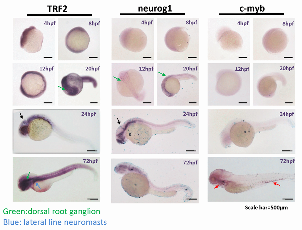 TERFA expression increase since neural development at embryonic stage and remains high in the brain during larval stage development. Representative photomicrographs of whole-mount in situ hybridization of TERFA, Neurog1 and c-MYB mRNA. The RNA probe labelled with DIG was stained in dark blue. The green arrow indicates the dorsal root ganglion neuron and the blue arrow indicates the lateral line neuromasts. The black arrow in 24hpf indicates the midbrain boundary. The red arrow indicates the c-MYB signal marked hematopoietic tissue.