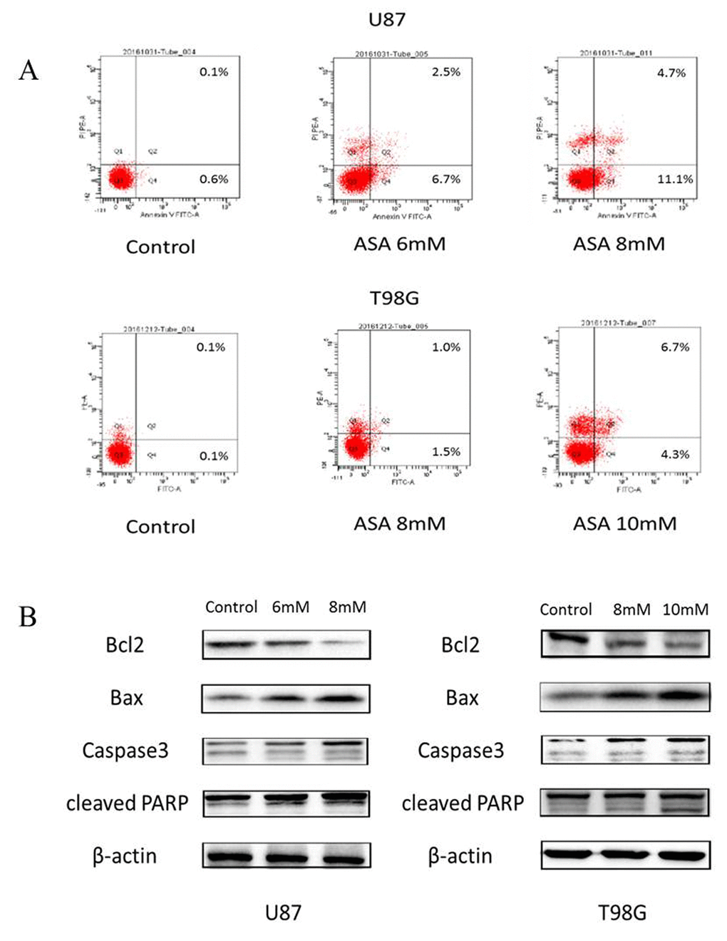 Aspirin induced apoptosis through the internal pathway in glioma cells. (A)The U87 and T98G cells were treated with indicated concentrations of aspirin for 24 h, and the promotion of apoptosis was measured by AnnexinV-FITC/PI double staining. A representative experiment of three replicated assays was shown. (B) Western blot analysis showed Bcl-2, Bax, Caspase 3 and cleaved PARP proteins expression in U87 and T98G cells treated with the indicated concentrations of aspirin for 24h. β-actin was used as an internal control.