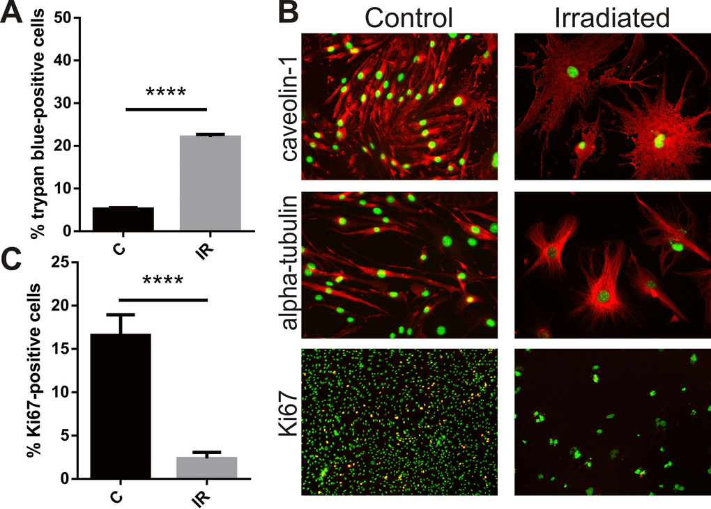 Radiation inhibits proliferation, induces cell death and hypertrophy in brain endothelial cells. Mouse bEnd.3 cells were delivered a dose of 20 Gy ionizing radiation by linear accelerator. (A) Floating and adherent cells were collected at day 6 and cell viability/death measured by trypan blue staining and counting in a Neubauer chamber. Data show trypan blue positive cells as a percentage of total cells. Mean of 3 independent experiments ± SEM. (B) Representative images of non-irradiated (control) and irradiated bEnd.3 cells stained after permeabilization for caveolin-1 or α-tubulin showing cell hypertrophy and cytoskeletal rearrangement at day 6 (red, 200× magnification), or proliferation marker Ki67 (lower panels, red, 100× magnification). Nuclei were counterstained with DAPI (green). Co-localization (yellow). (C) The proportion of Ki67 positive cells was determined using Image J. Data represent mean ± SEM calculated in 5 fields of view (100×) from 2 independent experiments. Student’s t-test, ****P