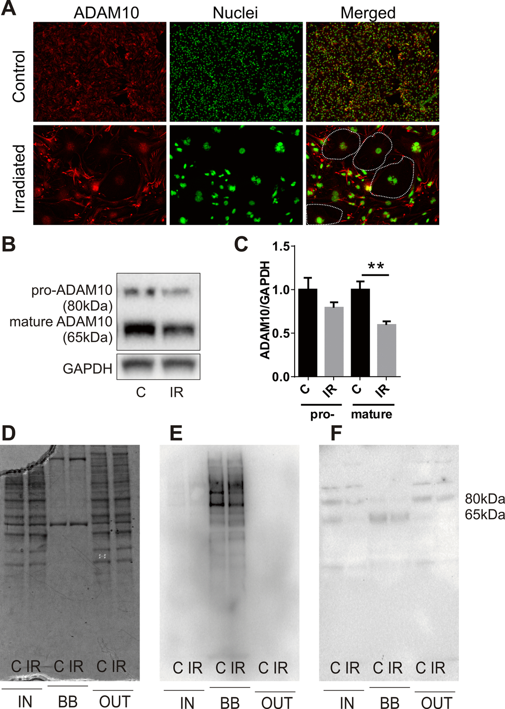 Radiation modulates expression of the alpha-secretase, ADAM10. (A) Representative immunofluorescent images of ADAM10 expression 6 days after radiation (20 Gy) or sham treatment; ADAM10 (red), DAPI-stained nuclei (green); 100× magnification, n=2 independent experiments. Dotted lines in merged images indicate the boundary of several large senescent cells with reduced ADAM10 immunostaining. (B) Representative western blots of whole cell lysates (15 μg) probed for pro-ADAM10 and mature ADAM10. (C) Protein bands (ADAM10) were quantitated after normalization to GAPDH using Image J. Data represent mean ± SEM of 4 independent experiments. Student’s t-test **PD–F) Representative images of fractionated extracts (10 μg each lane) from biotin-labelled cells before and after streptavidin enrichment: (D) Coomassie-stained SDS-PAGE gel; (E) streptavidin-HRP-probed membrane; (F) anti-ADAM10-probed membrane. IN, total cell extract prior to streptavidin enrichment; BB, biotin-bound fraction; OUT, non-biotinylated fraction eluted post-streptavidin binding; C, control; IR, irradiated.