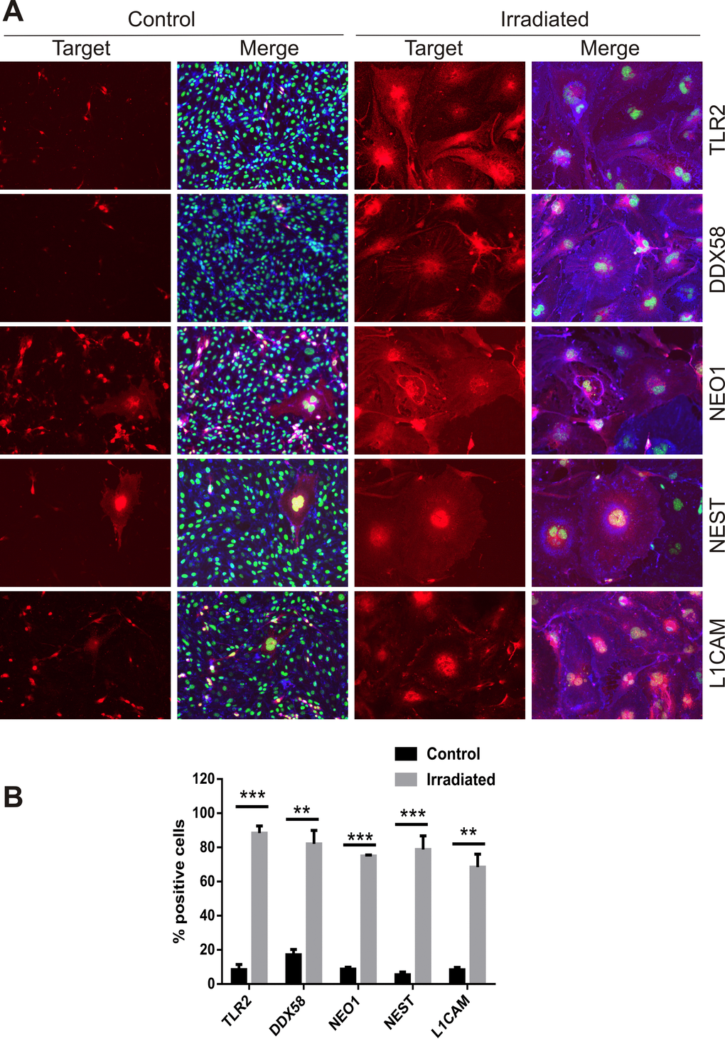 Immunofluorescent localization of ADAM10 target proteins. (A) Representative immunofluorescent images of non-permeabilized cells stained for L1CAM, NEST, NEO1, DDX58 and TLR2 after 6 days post-IR or sham (controls). Cells were co-stained with DAPI (nuclei, green) and wheat germ agglutinin–AF488 (surface marker, blue). All images are shown at 200× magnification. (B) Percentage of cells staining positively for each target protein 6 days after IR or sham. Data represent at least 3 independent experiments, positive cells were counted in n=3 fields of view. All data shown as mean ± SEM. Student’s t-test **P