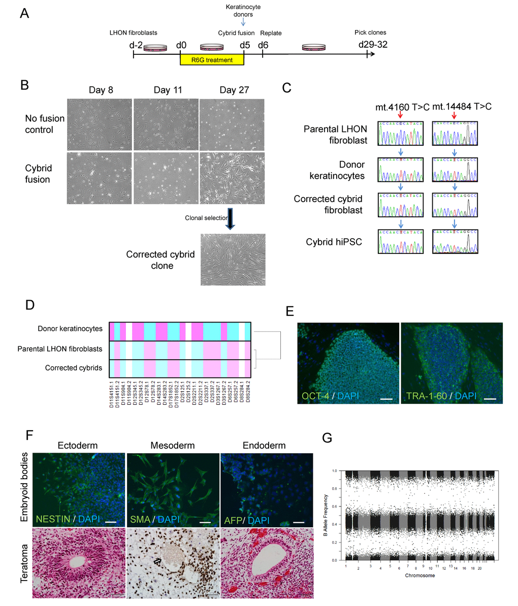 Using cybrid transfer to generate mutation-free LHON fibroblasts and iPSCs. (A) Diagram of cybrid generation. Fibroblasts were pre-treated with the mitochondrial toxin rhodamine 6-G (R6G) then fused with healthy donor mitochondria obtained from normal keratinocytes. On day 29-32, proliferating colonies were picked and expanded. (B) Representative images of control fibroblasts (no fusion) and fused fibroblasts that received donor mitochondria (cybrid fusion) at 8, 11, 27 days post R6G treatment. (C) Genotype confirming cybrid correction of mutation in fibroblasts and the corresponding iPSCs. Red arrows indicate LHON mutations at m.4160T>C and m.14484T>C, blue arrows indicate wild-type genotype. Note that the genotype of the parental LHON fibroblasts (LHON Q1-4) was reported previously [12]. (D) Microsatellite analysis confirming cybrid originated from LHON fibroblasts, but not donor keratinocytes. (E-G) Characterization of cybrid iPSCs (CYB iPSC c1). (E) Immunostaining showed expression of the pluripotency markers OCT-4 and TRA-1-60 in cybrid iPSCs. Scale bars: 100 μm. (F) Top panel: Differentiation of cybrid iPSCs by embryoid body formation contained cells positive for NESTIN (ectoderm), SMA (mesoderm) and AFP (endoderm) expression. Cells were counterstained with DAPI (blue). Scale bars: 100 μm. Bottom panel: Teratoma formation upon transplantation of cybrid iPSCs in nude rats, showing differentiation to endoderm, mesoderm (Ku80 staining, the arrow indicates an endothelial-lined blood vessel with lumen filled with red blood cells) and ectoderm. Scale bars: 50 μm. (G) Copy number variation analysis showing normal karyotype in cybrid iPSCs.