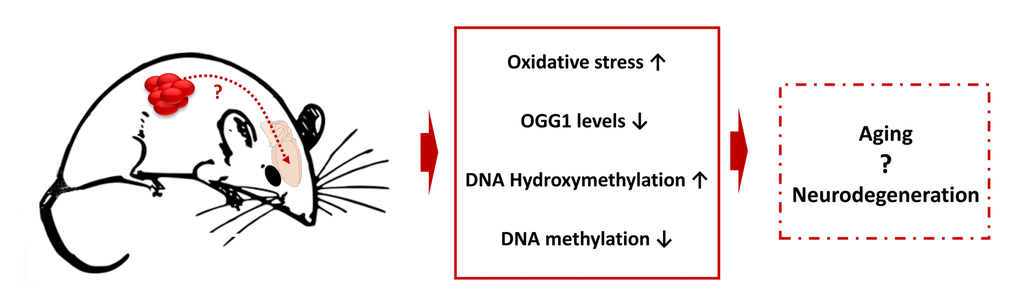 Tumor brain-induced changes may be connected to the aging and neurodegeneration - model scheme.