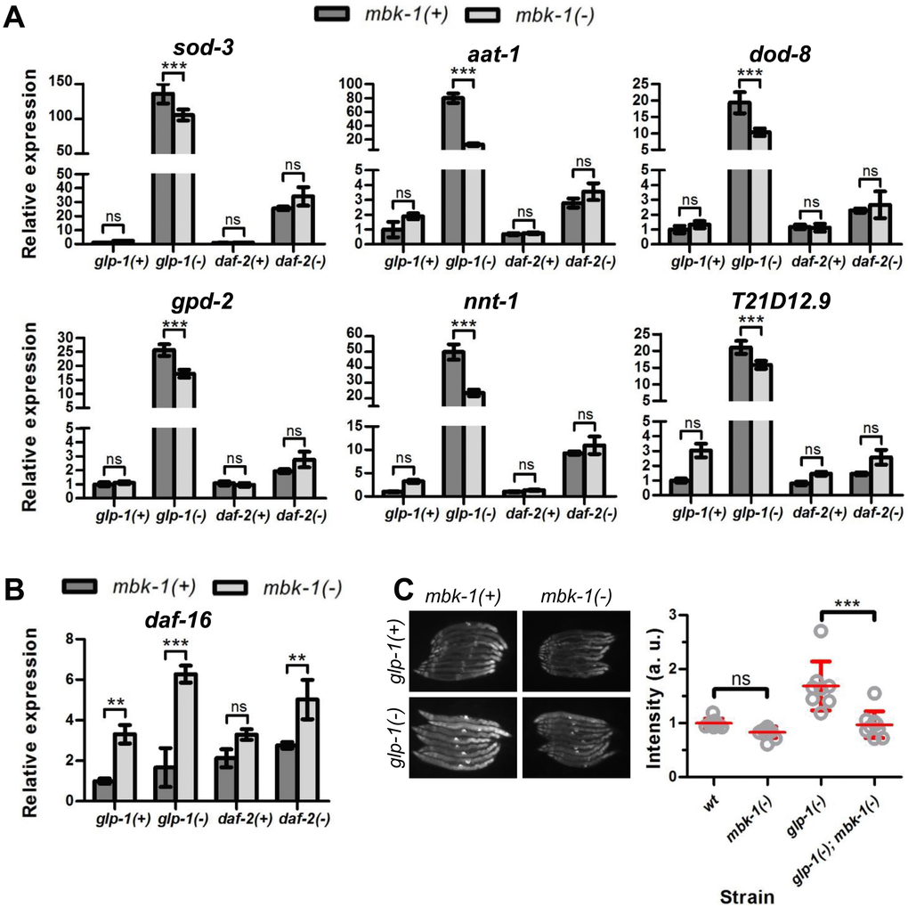 Effect of C. elegans mbk-1 on DAF-16 target gene expression. (A) Loss of mbk-1 decreases expression of a panel of DAF-16 target genes in glp-1(-) [glp-1(e2144ts)], but not in wild-type or daf-2(-) [daf-2(e1370)] animals as determined by qPCR (representative experiment shown, n=2). Error bars indicate standard deviations of three technical replicates. Statistical significance of expression level differences was determined by two-way ANOVA with Bonferroni post tests. (B) Loss of mbk-1 does not decrease daf-16 mRNA levels as determined by qPCR (representative experiment shown, n=2; error bars and statistical analysis as in panel A). (C) Loss of mbk-1 decreases Psod-3::gfp-expression in glp-1(-), and –to a lesser extent- in wild-type background (representative experiment shown, n=3). Error bars indicate standard deviations. Statistical significance of fluorescence intensity differences was determined by two-way ANOVA with Bonferroni post tests. All experiments in (A)-(C) were performed on day-2 adult worms. Images in (C) were taken at 100x magnification.