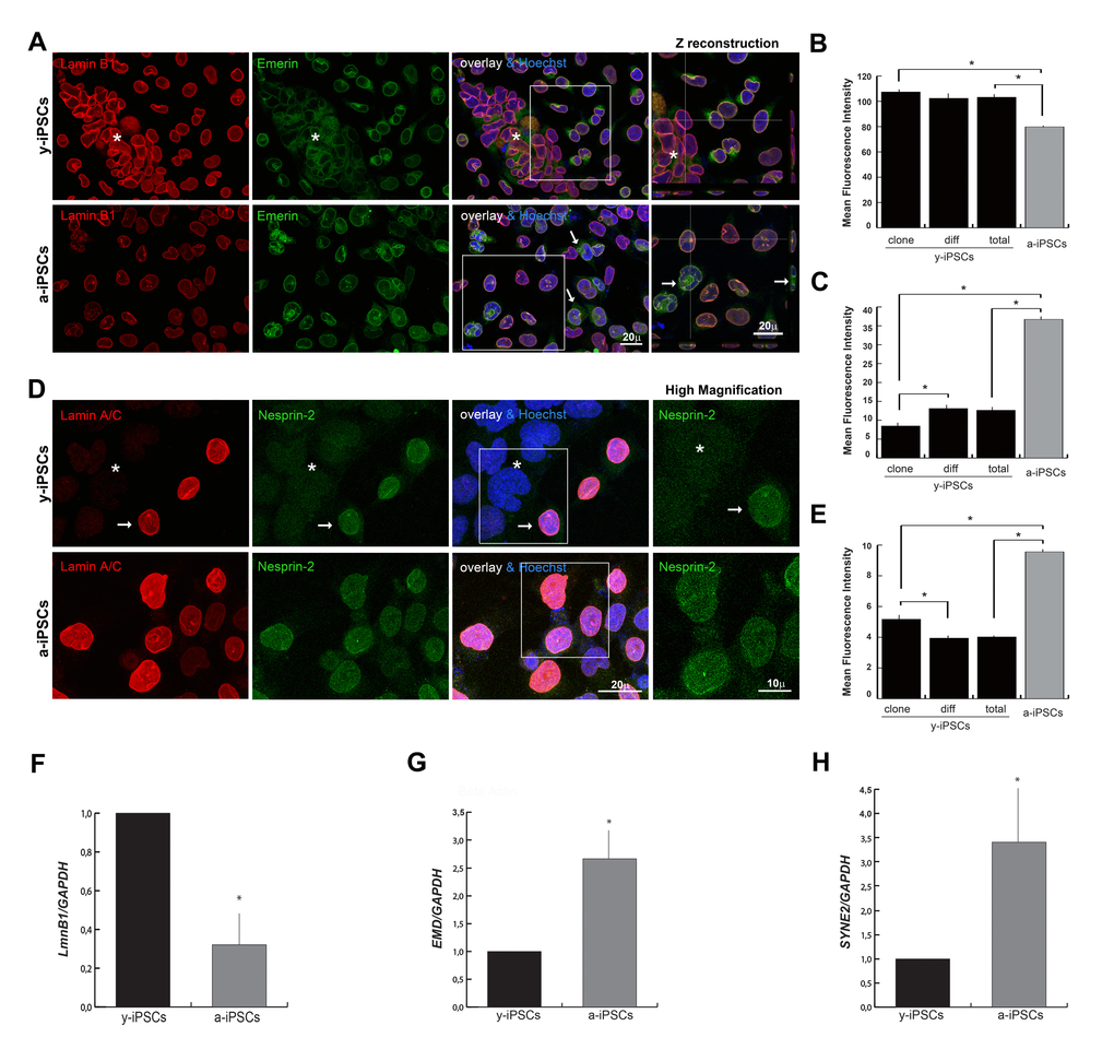 Reduced levels of emerin, and nesprin-2 are associated to the youth and stemness, whereas low expression of lamin B1 is associated to senescence. (A) Emerin was mildly polymerized and interdispersed around the nuclear rim in colony y-iPSCs (asterisk) but normally distributed and expressed in differentiated cells; emerin expression increased upon aging although it keeps mislocalized around nuclei (arrows), whereas lamin B1 decreased. Z reconstructions of high magnification of the insets (right column). (B) Mean fluorescence intensity of emerin immunostained nuclei of colony (clone) and differentiated (diff) cells from y-iPSCs and from a-iPSCs cultures. Data are presented as the mean ± SEM (*: p C) Mean fluorescence intensity of lamin B1 immunostained nuclei of colony (clone) and differentiated (diff) cells from y-iPSCs and from a-iPSCs nuclei (*: p D) Lamin A/C and nesprin-2 immunoexpression in colony cells (asterisk) and differentiated cells (arrow) of y-iPSCs, and in aged cells. High magnification of the insets (right column) concerning the nesprin-2 distribution. (E) Mean fluorescence intensity of nesprin-2 labeled nuclei of colony (clone) and differentiated (diff) cells from y-iPSCs and from a-iPSCs cultures (*: p F) Relative expression levels of LMNB1 mRNA in y-iPSCs and a-iPSCs showing higher levels in y-iPSCs compared to senescent cells (*: p G) RT-PCR analysis of EMD mRNA detected higher levels in senescent cells (*: p H) Relative expression levels of SYNE2 mRNA in y-iPSCs and a-iPSCs (*: p 