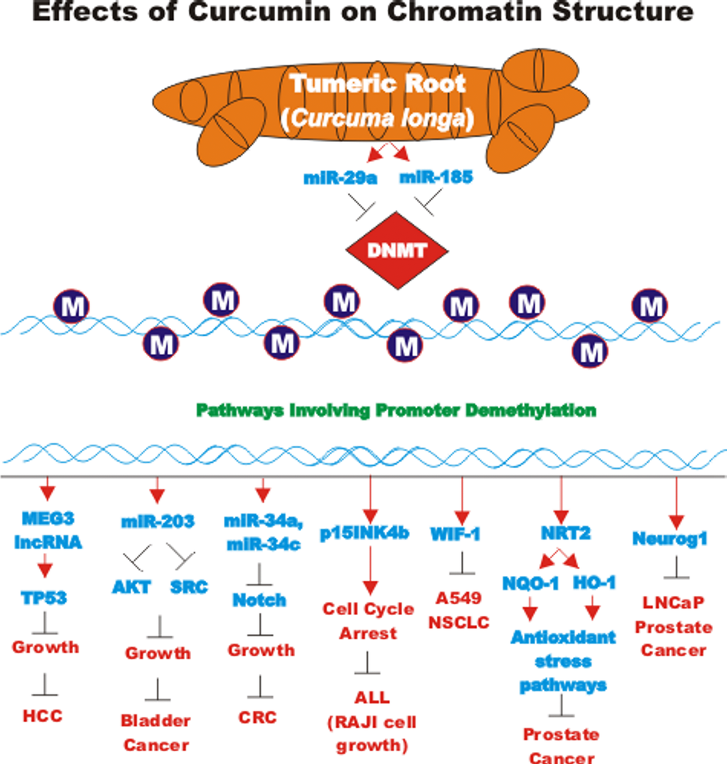 Effects of curcumin on chromatin structure. An overview of the effects of CUR on demethylation of genes and the effects on the various genes are indicated. Red arrows indicate induction of an event; black closed arrows indicate suppression of an event. M = methylation of a sequence.