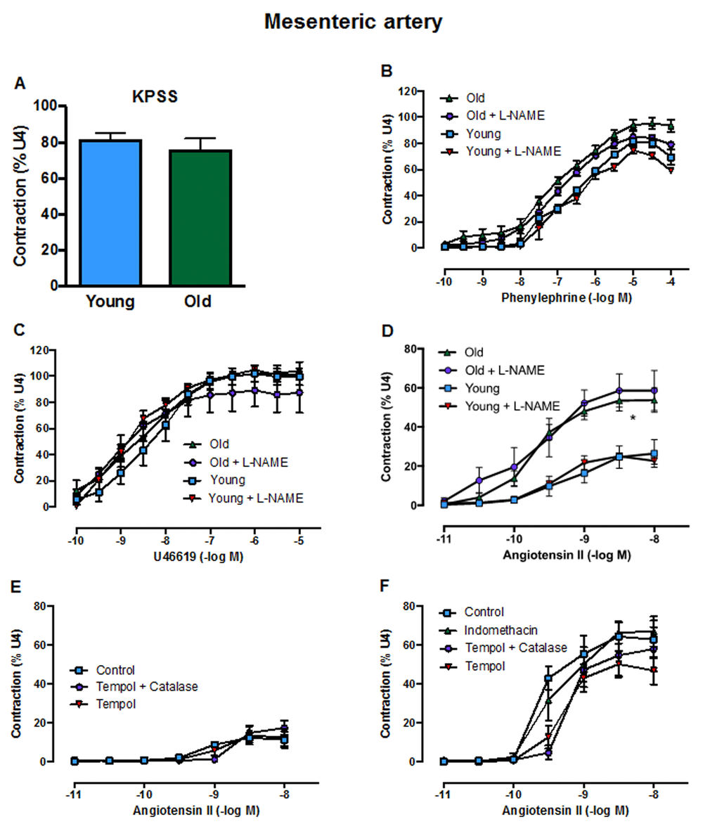 Contractile responses of the mesenteric artery to A: KPSS, B: phenylephrine C: U46619 (U4) and D: angiotensin II (Ang II) in the absence or presence of L-NAME in young and old mice (n=3-6). Contractile responses to Ang II in the absence or presence of tempol, tempol + catalase or indomethacin in E: young mice and F: aged mice (n=3). All data are mean ± S.E.M. *P