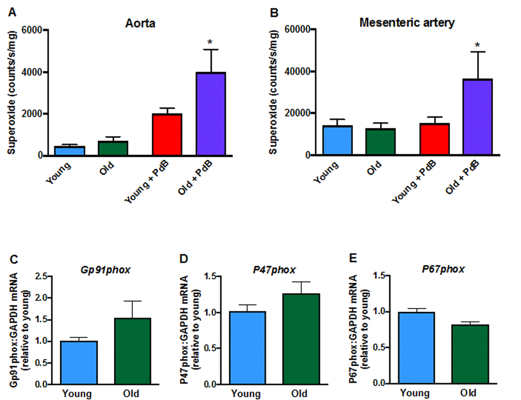 Superoxide levels in A: aorta (n=9-10) and B: mesenteric arteries (n=6) measured in the absence or presence of phorbol-dibutyrate (PdB). Mesenteric artery mRNA expression of NOX2 oxidase subunits C: NOX2 (Gp91phox),D:P47phox and E:P67phox in young and aged mice (n=6-7). All data are mean ± S.E.M. *P