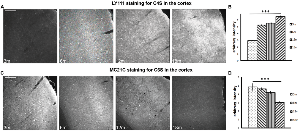 Brain immunohistochemistry shows a progressive increase in C4S and a progressive decrease in C6S from 3 to 18 months of age. (A) Immunostaining of the auditory cortex with antibody LY111, which recognizes C4S, at time points 3 months to 18 months. (B) The histogram shows the quantification of the staining intensity of C4S from 3 to 18 months. (C) Immunostaining of the auditory cortex with antibody MC21C, which recognizes C6S, at time points 3 months to 18 months. (D) The histogram shows the quantification of the staining intensity of C6S from 3 to 18 months. Graphs show mean ± s.e.m. *** indicates a significant relationship between staining intensity and time by Kruskal Wallis, p >0.001. 3m, 3-month-old brains; 6m, 6-month-old brains; 12m, 12-month-old brains; 18m, 18-month-old brains; C4S, Chondroitin-4-sulfate; C6S, Chondroitin-6-sulfate. Scale bars: 200 μm.