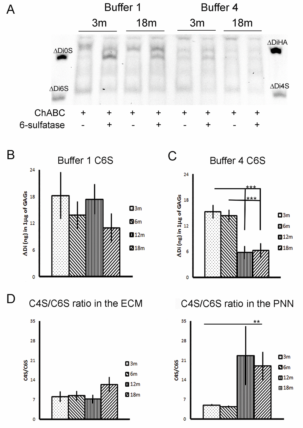 Quantification of C6S after chondro-6-sulfatase digestion. (A) A composite picture taken from two gels, one with buffer 1 and the other with buffer 4. Each extract shows the ChABC digested lane and the same extracted digested with chondro-6-sulfatase. (B and C) Quantification of C6S levels in buffer 1 and buffer 4 extract. There is a significant reduction in C6S at 12m and 18m time points in buffer 4 fractions. (D) The ratio of C4S to C6S at the four time points, plotted respectively from the data in figure 2 and 3. The ratio significantly increases in favor of the inhibitory C4S in 12 and 18 months PNNs extracts.Graphs show mean ± s.e.m. *** indicates a significant relationship between the considered CS GAGs and time by One Way Anova, p >0.001.** indicates a significant relationship between the considered ratio and time by Kruskal-Wallis test, p =0.002.B1, ECM fraction; B4, PNNs fraction; B1+B2+B3+B4, sum of GAGs from the four fractions of each brain; 3m, 3-month-old brains; 6m, 6-month-old brains; 12m, 12-month-old brains; 18m, 18-month-old brains; C4S, Chondroitin-4-sulfate; C6S, Chondroitin-6-sulfate; C0S, Chondroitin non-sulfated; HA, hyaluronic acid.