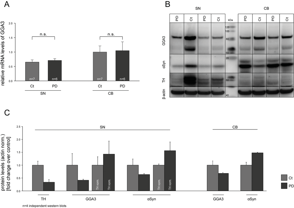 GGA3 is expressed in the substantia nigra. Real-time quantitative PCR (RT-qPCR) was performed on human post-mortem substantia nigra (SN) and cerebellum (CB) samples of PD patients and non-PD controls. mRNA levels of GGA3 were not altered in PD patients compared to controls (A). Western blot analysis of postmortem samples showed decreased GGA3 and α-syn protein levels in SN but not CB samples of PD patients compared to controls (B). A representative Western blot of n=4 blots is shown. Densitometric analysis and normalization to tyrosine hydroxylase (TH) levels indicate that reduction in GGA3 levels are due to loss of dopaminergic neurons in the SN of PD patients (C). PD protein levels of each blot were normalized to the non-PD protein levels of the corresponding blot. The mean fold changes over control ±SEM of n=4 blots is shown.